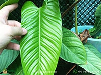 philodendron-genevievianum