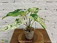 philodendron-ilsemanii