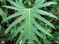 philodendron-radiatum