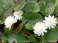 phuttakun-water-lily