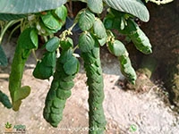 phyllodium-pulchellum