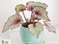 pink-charming-rex-begonia