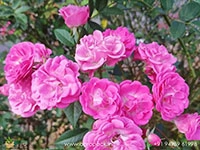 pink-miniature-rose