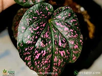 Piper-Papua-Pink2