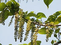 Pitali1