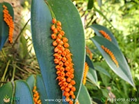 pleurothallis-truncata