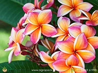 plumeria