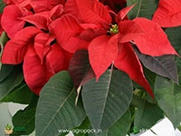 Poinsettia4