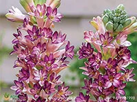 Polianthes-tuberosa-Cinderella-tuberose1