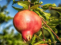 pomegranate