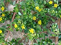 Portulaca-oleracea2