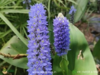 potedis-lanceolata-bridgeworks