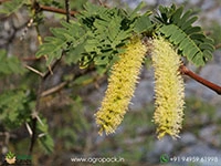 prosopis-juliflora