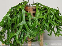 Pyrrosia-longifolia-cristata-fern1