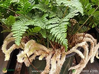 rabbits-foot-fern