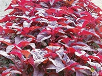 red-amaranth
