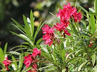Red-Arali-Oleander1