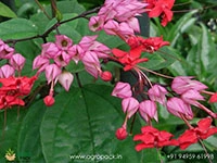 red-bleeding-heart-vine
