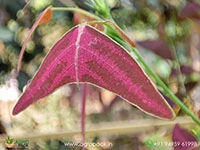 Red-Butterfly-Wing4