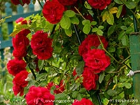 Red-Climbing-Rose3