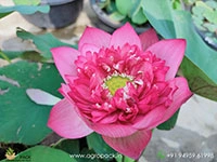 red-diamond-tropical-lotus