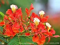 Red-Gulmohar6