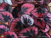 red-kiss-begonia