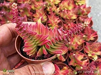 Red-Pagoda-Succulent3