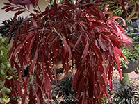 Red-Rhipsalis3