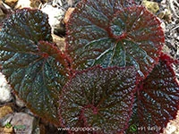 Rex-Cultorum--Midnight-Magic-Begonia1