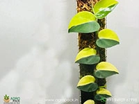 rhaphidophora-hayi-half-moon