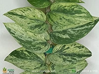 rhaphidophora-hayi-variegated