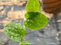 rhaphidophora-korthalasii