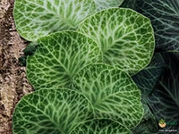 rhaphidophora-cryptantha