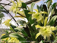 Rhyncholaelia-digbyana-Green-Giant-Orchid3