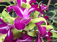 Rhyncholaeliocattleya-Chyong-Guu-Benz-Orchid3