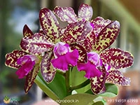 Rhyncholaeliocattleya-Yuan-Dung-Python-Passion-Fruit-Orchid1