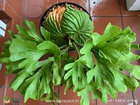 ridley-broad-staghorn-fern