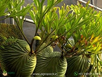 Ridley-Super-Narrow-Staghorn-Fern3