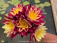Ring-of-Fire-Waterlily6