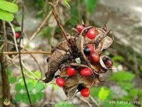 Rosary-Pea5