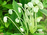 rotheca-microphylla-musical-note-flower