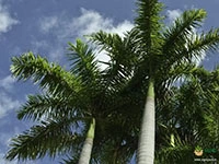Royal-Palm1