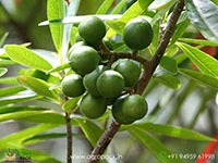Rudraksha1
