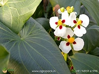 sagittaria-montevidensis