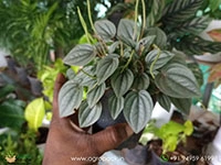 same-peperomia-napoli-nights