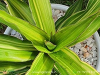 sansevieria-dumetescens-variegated