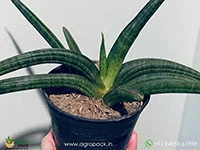 sansevieria-ed-eby-patens