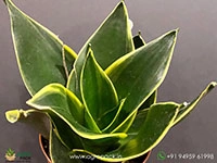 sansevieria-emerald-windmill