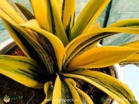 sansevieria-golden-flame